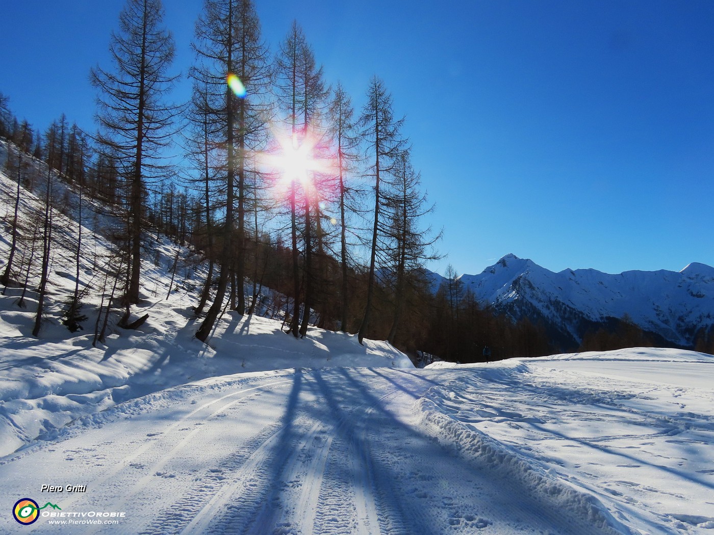 49 La stella del sole tra i larici.JPG